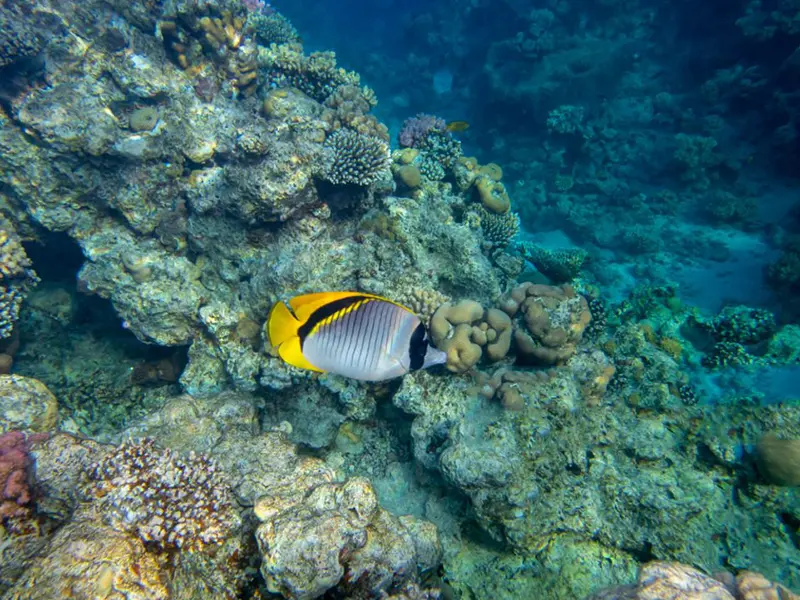 Hikkadwua Coaral Garden