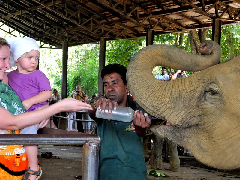 Elephant orphanage Pinnawala