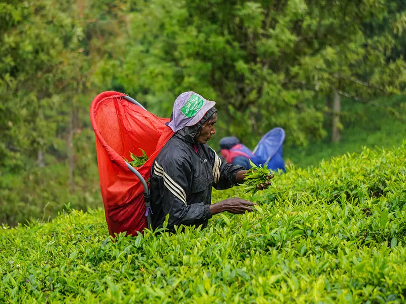 Tea Plant ion Sri Lanka