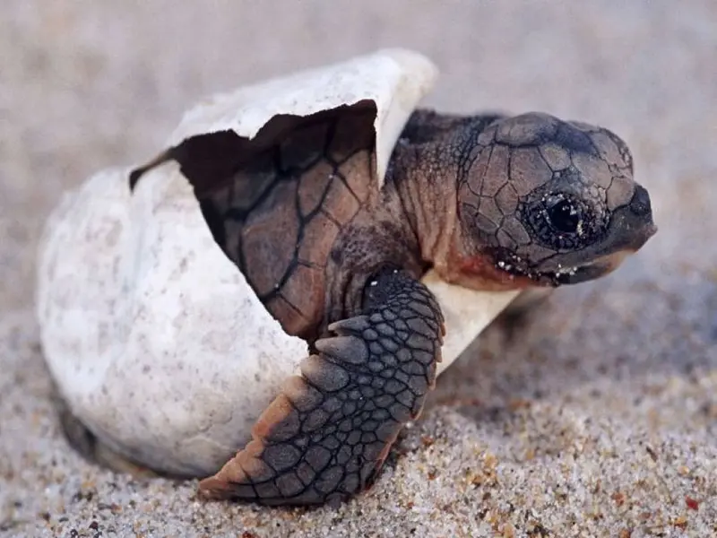 Turtle Hatchery Sri lanka