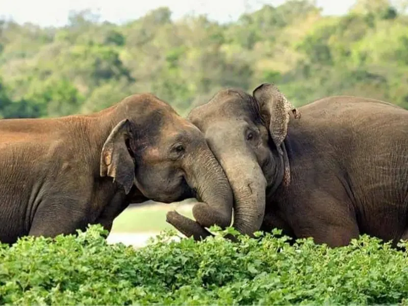 Udawalawa National Park
