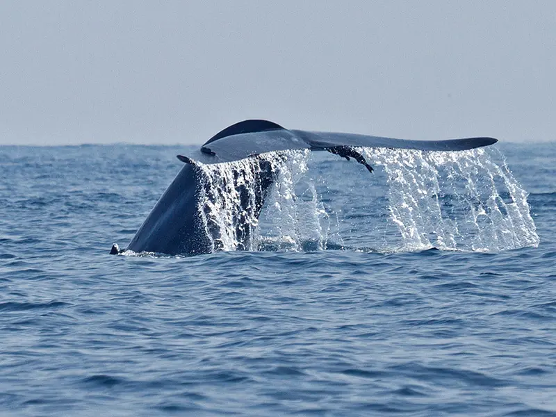 whales watching Mirissa