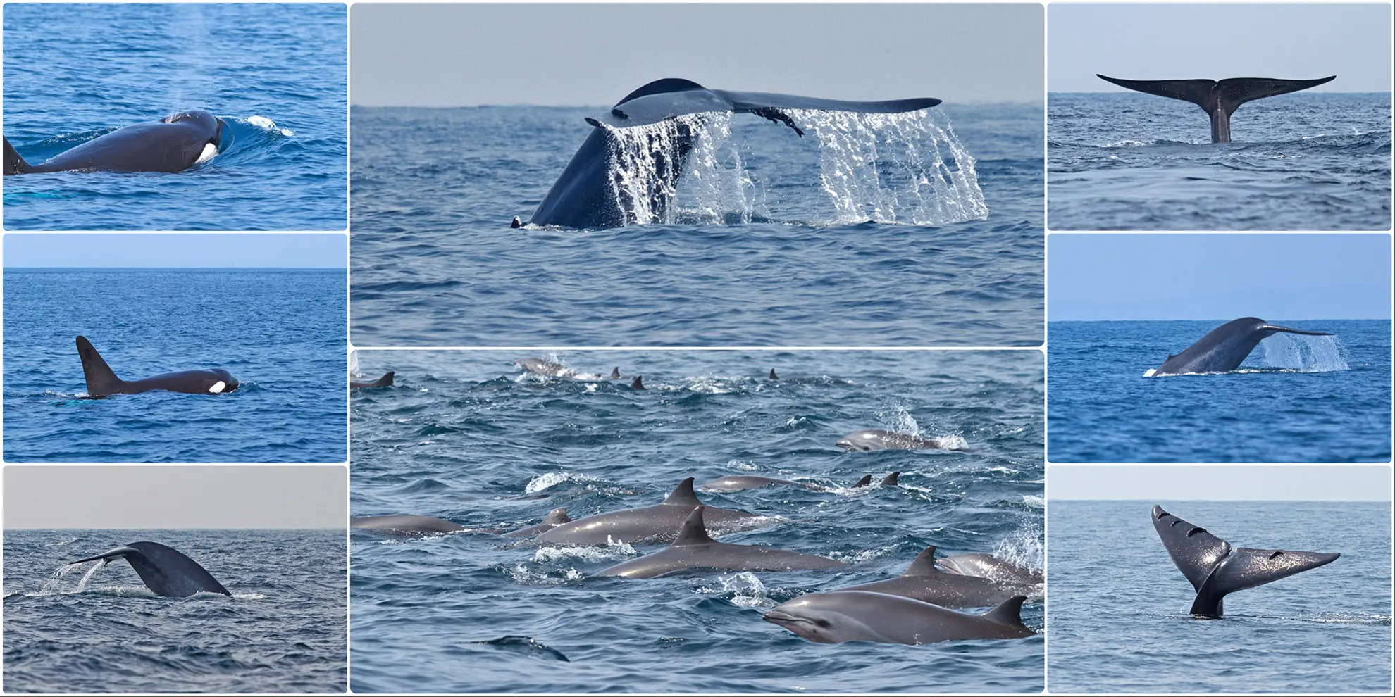 whale watching mirissa