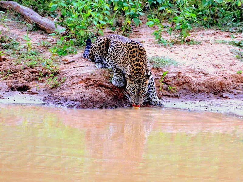 Yala national Park Sri Lanka