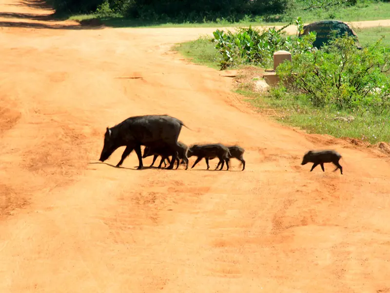 Yala national Park Sri Lanka