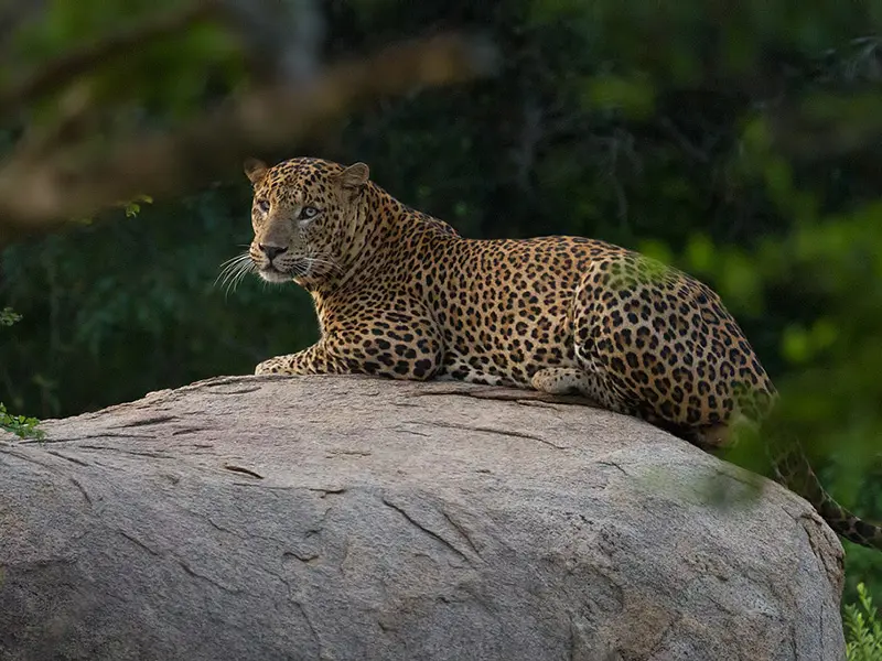 Yala national Park Sri Lanka