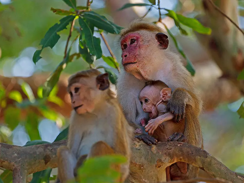 Yala national Park Sri Lanka