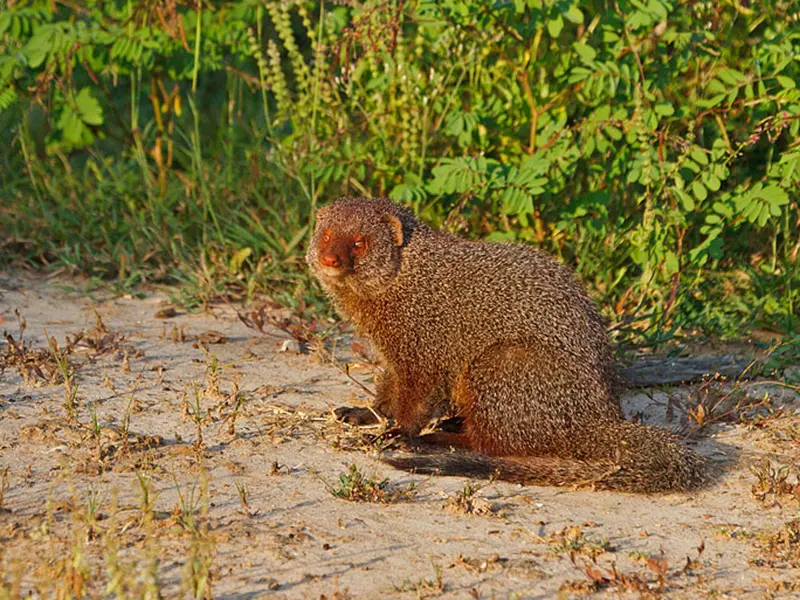 Yala national Park Sri Lanka