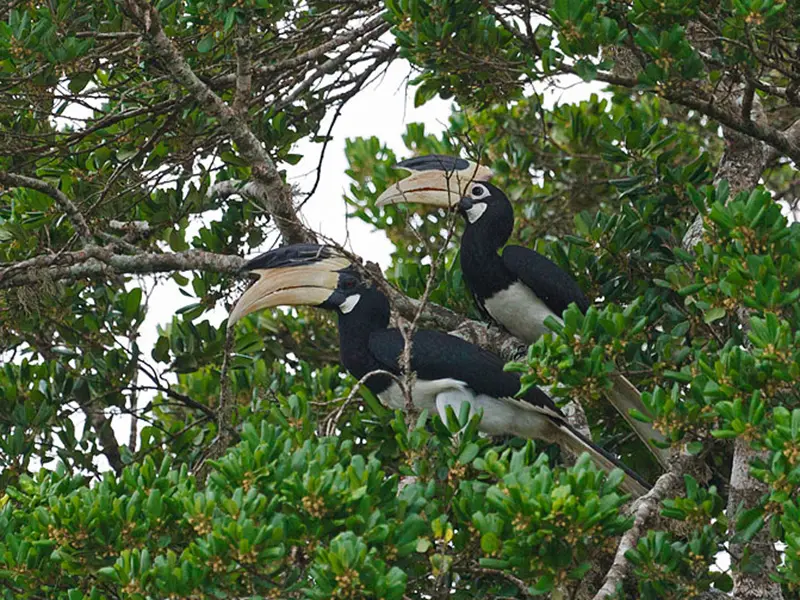 Yala national Park Sri Lanka
