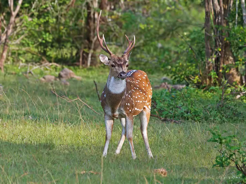 Yala national Park Sri Lanka
