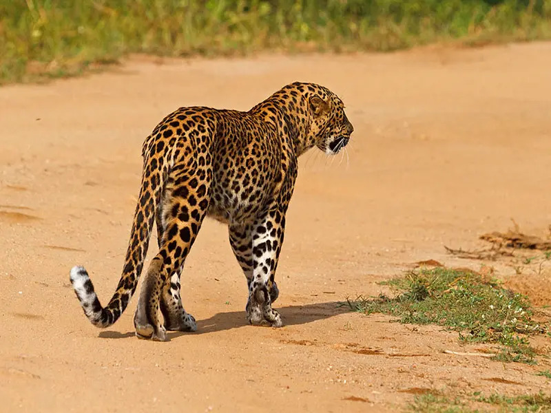 Yala national Park Sri Lanka