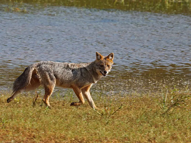 Yala national Park Sri Lanka