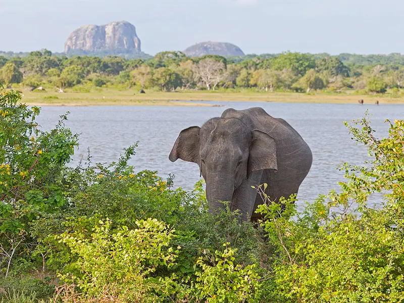 Yala national Park Sri Lanka