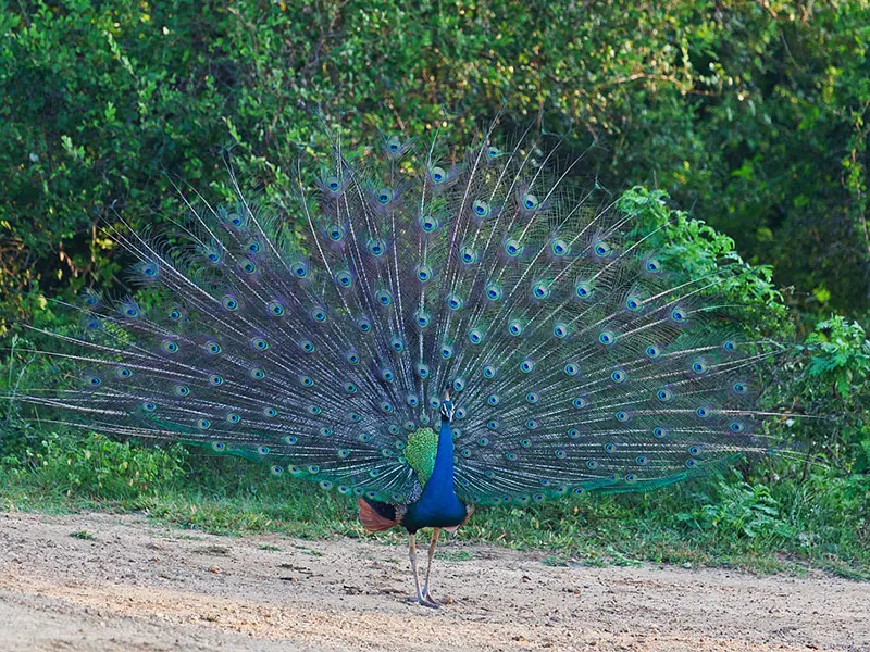 Yala national Park Sri Lanka
