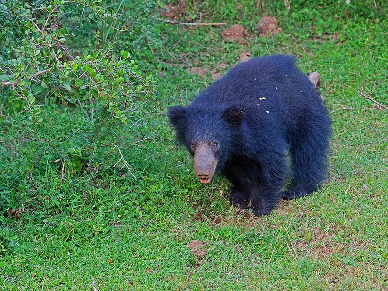 Yala national Park Sri Lanka