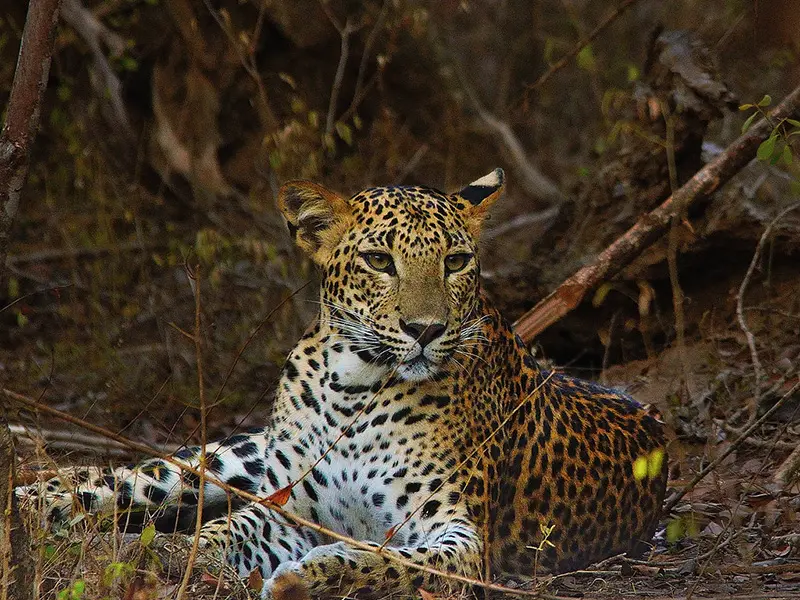 Yala national Park Sri Lanka