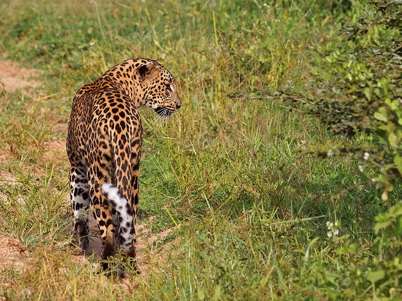 Yala national Park Sri Lanka